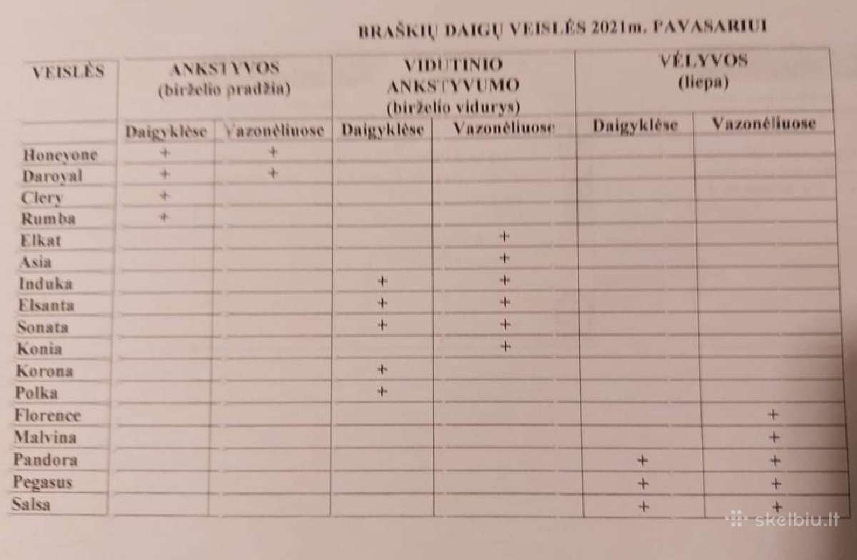 Fitosanitariškai patikrinti braškių daigai - nuotraukos Nr. 19