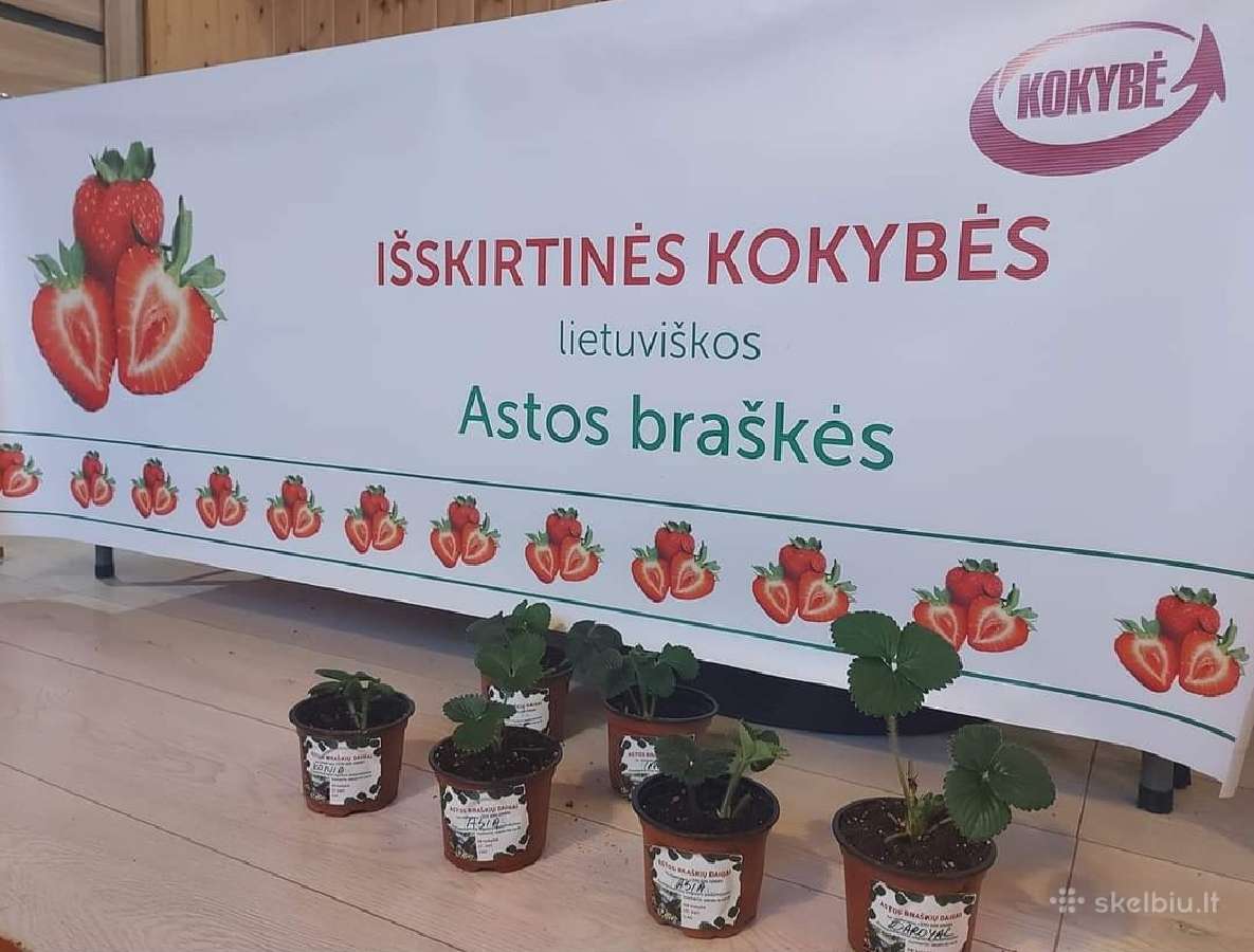 Fitosanitariškai patikrinti braškių daigai - nuotraukos Nr. 20