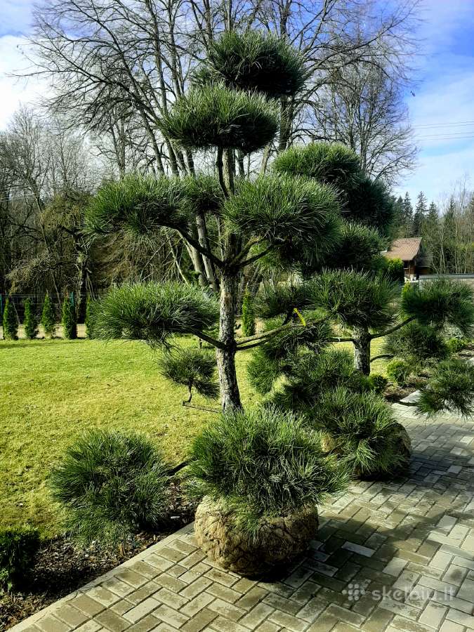 Pušies bonsai - nuotraukos Nr. 5