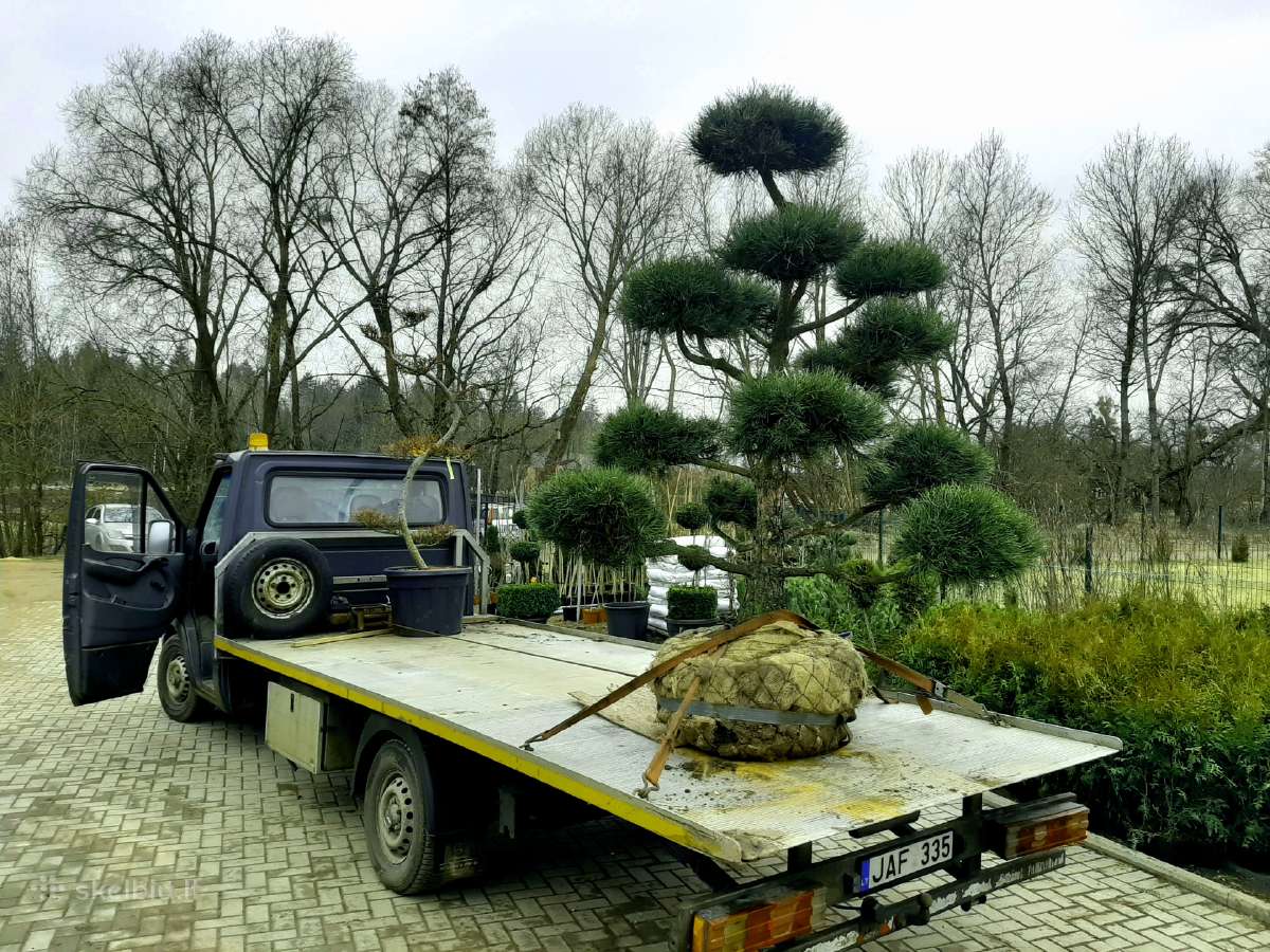 Pušies bonsai - nuotraukos Nr. 4
