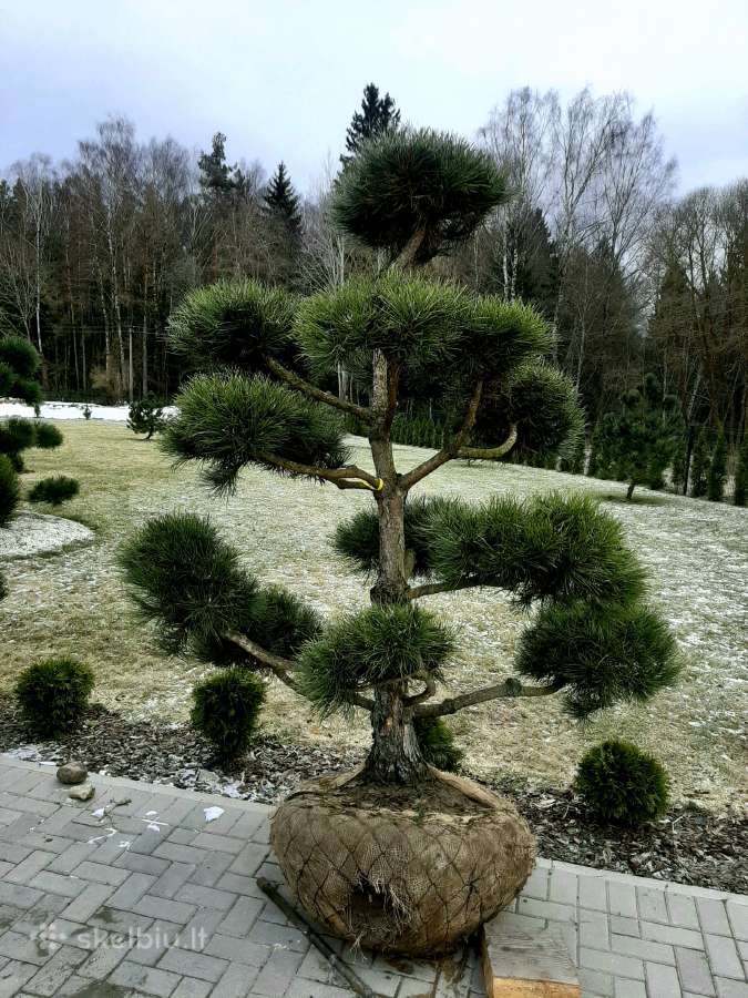 Pušies bonsai - nuotraukos Nr. 6