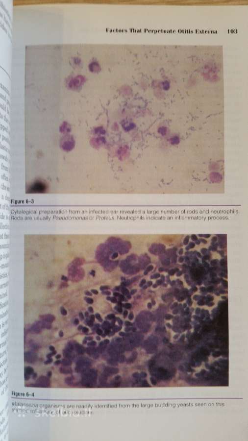 Knyga "Small Animal Ear Diseases" - nuotraukos Nr. 3