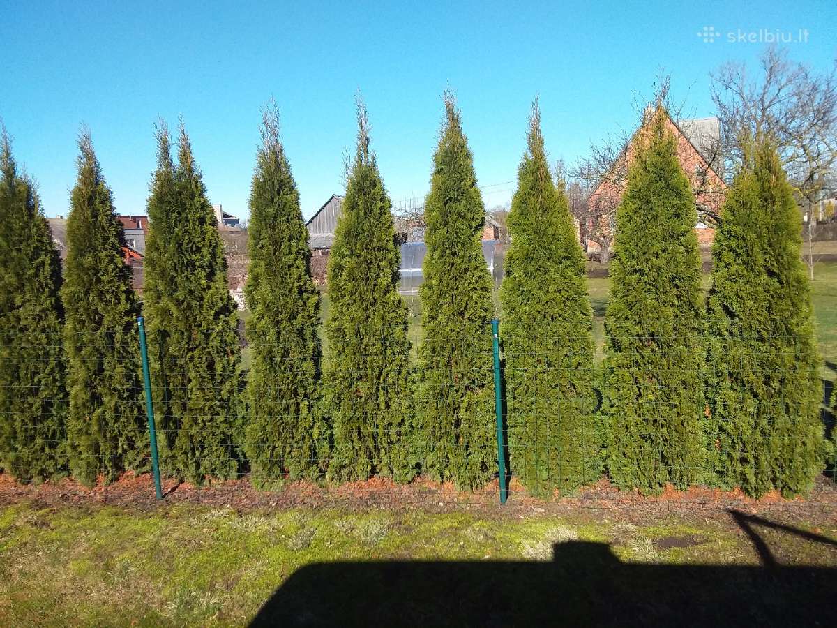 Tujos Smaragd-geromis kainomis kalnapuses juodosio - nuotraukos Nr. 9