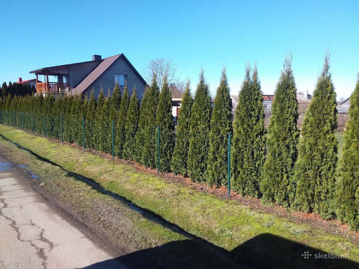 Tujos Smaragd-geromis kainomis kalnapuses juodosio - nuotraukos Nr. 10