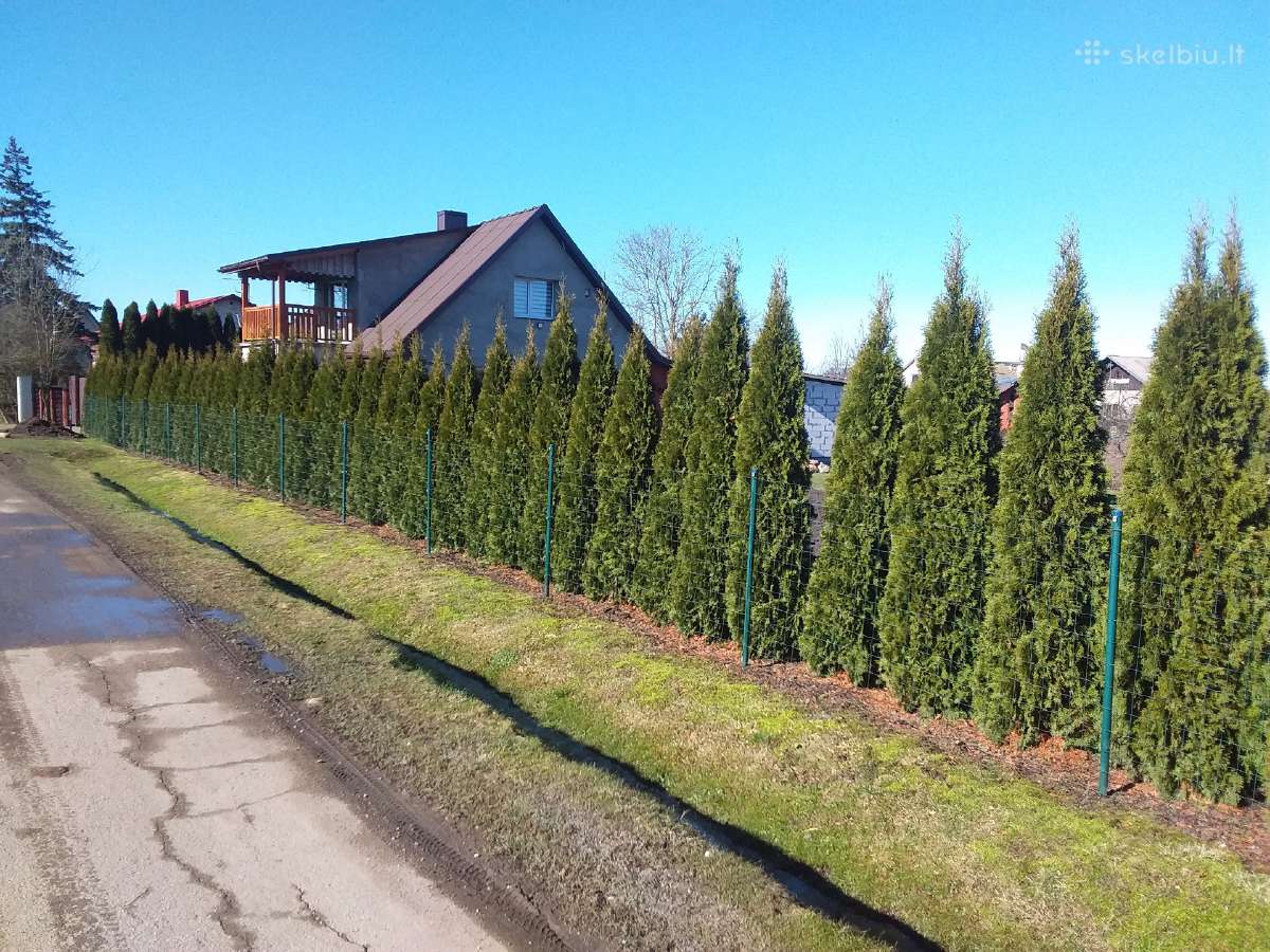 Tujos Smaragd-geromis kainomis kalnapuses juodosio - nuotraukos Nr. 11