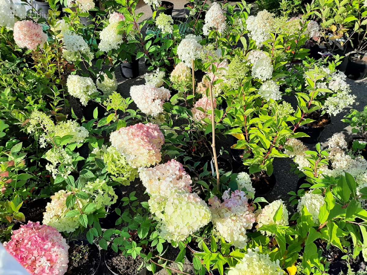 Parduodu Tujas, kalnų pušis, šluotelines hortenzij - nuotraukos Nr. 5