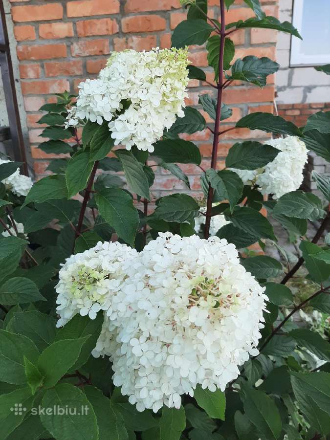 Parduodu Tujas, kalnų pušis, šluotelines hortenzij - nuotraukos Nr. 2