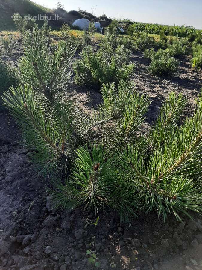 Parduodu Tujas, kalnų pušis, šluotelines hortenzij - nuotraukos Nr. 6