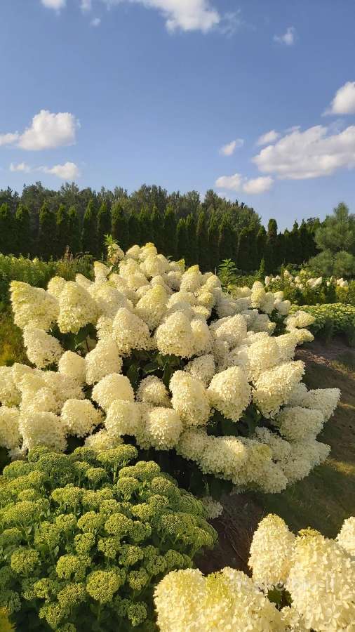 Medelynas: juodosios, kalninės pušys, rododendrai - nuotraukos Nr. 16