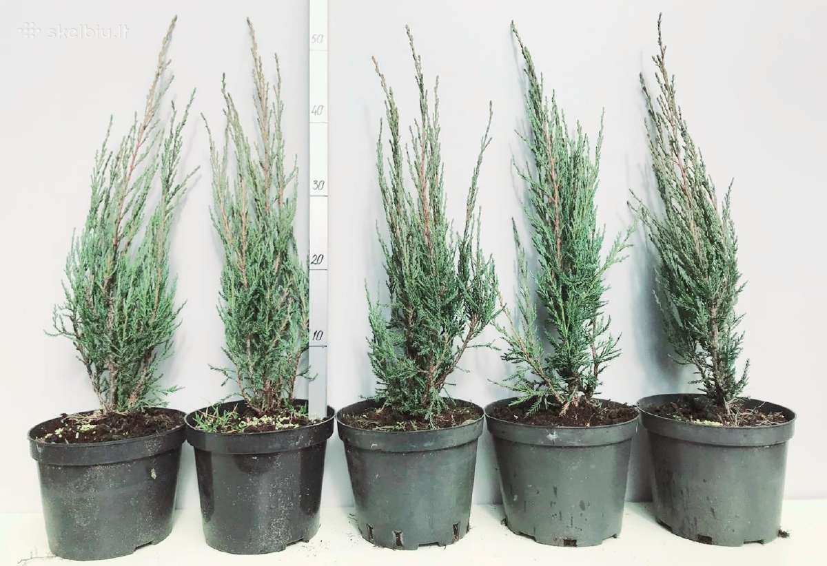 Premium kadagiai uoliniai kalniniai Tujos Pigiau - nuotraukos Nr. 14
