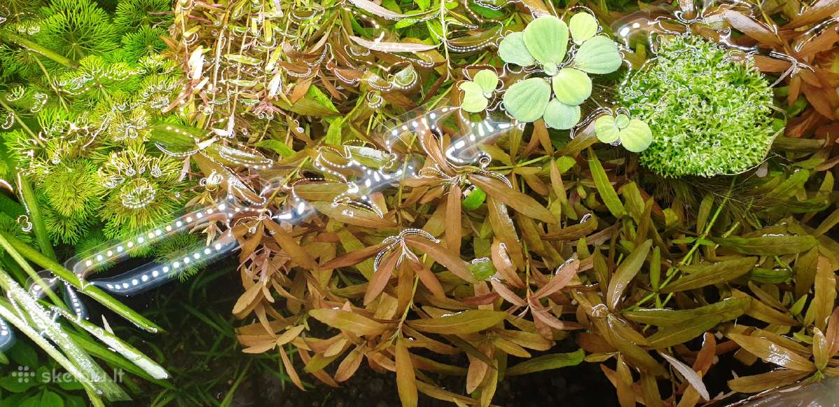 Akvariumo augalai - nuotraukos Nr. 8