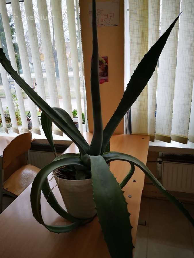 Agava, fikusas