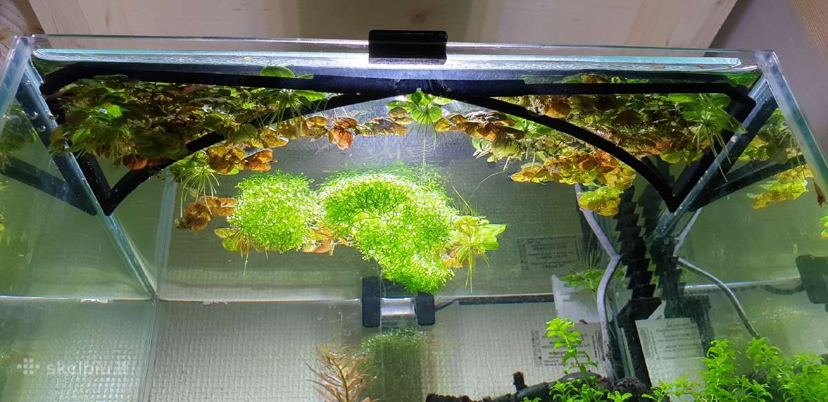 Akvariumo augalai - nuotraukos Nr. 20
