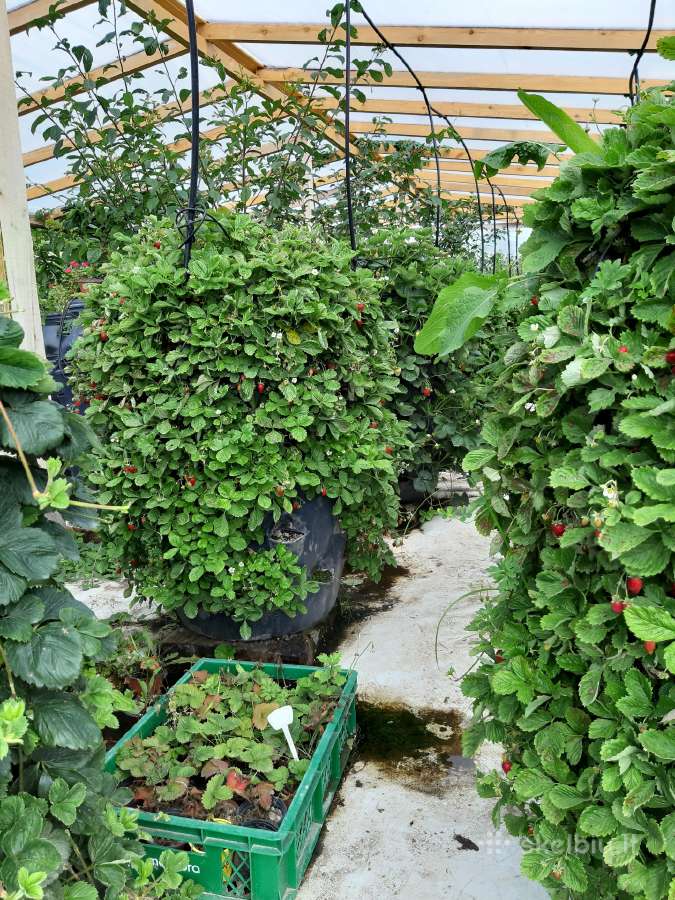 Braškiu,žemuogiu daigai statinese - nuotraukos Nr. 11