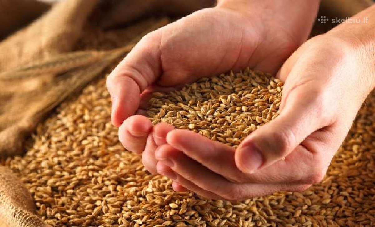 Grūdų Supirkimas – Išsivežame Tą Pačią Dieną