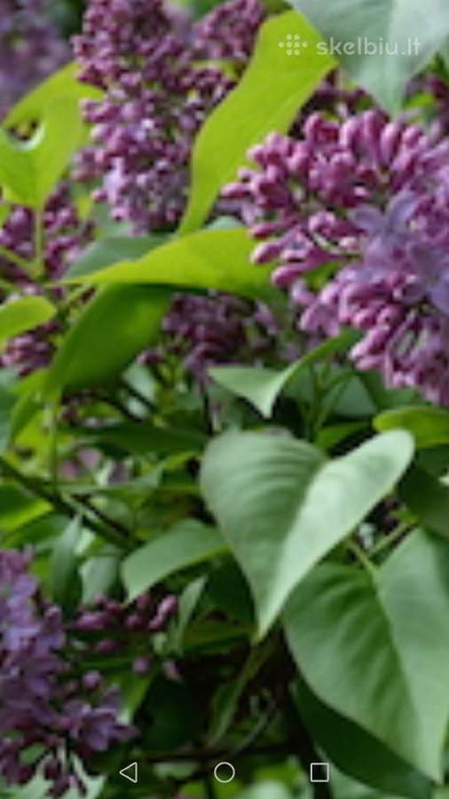 Violetinių ir baltų alyvų sodinukai - nuotraukos Nr. 2