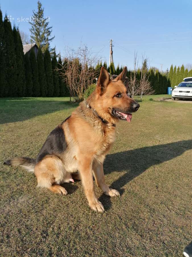 Vokiečių aviganis ieško drauges