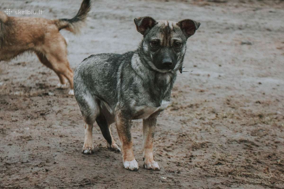 Hitė