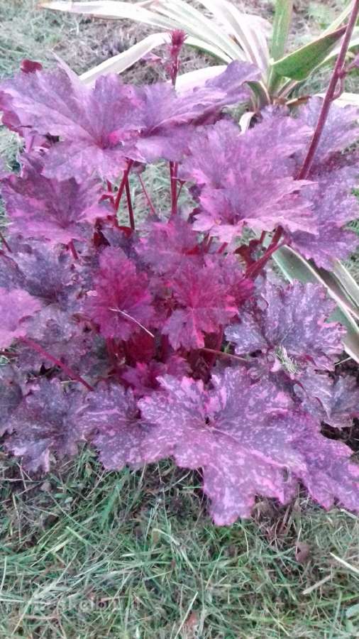Rytinė imperata "Red Baron" - nuotraukos Nr. 5