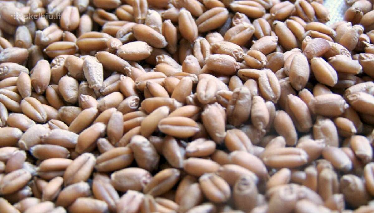 Brangiai Superka Grudus - Atsiskaito Vietoje