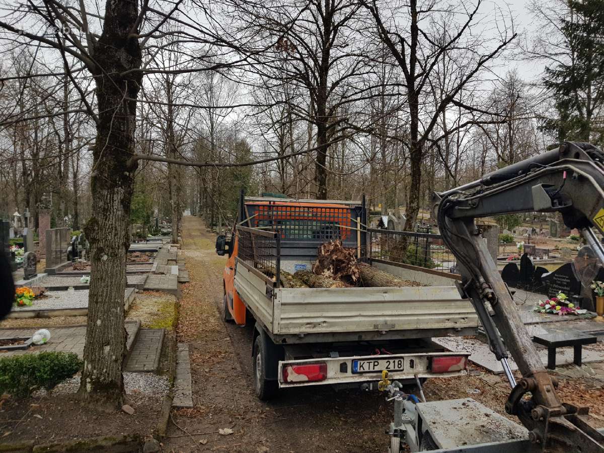 Medžių pjovimas, genėjimas - nuotraukos Nr. 20