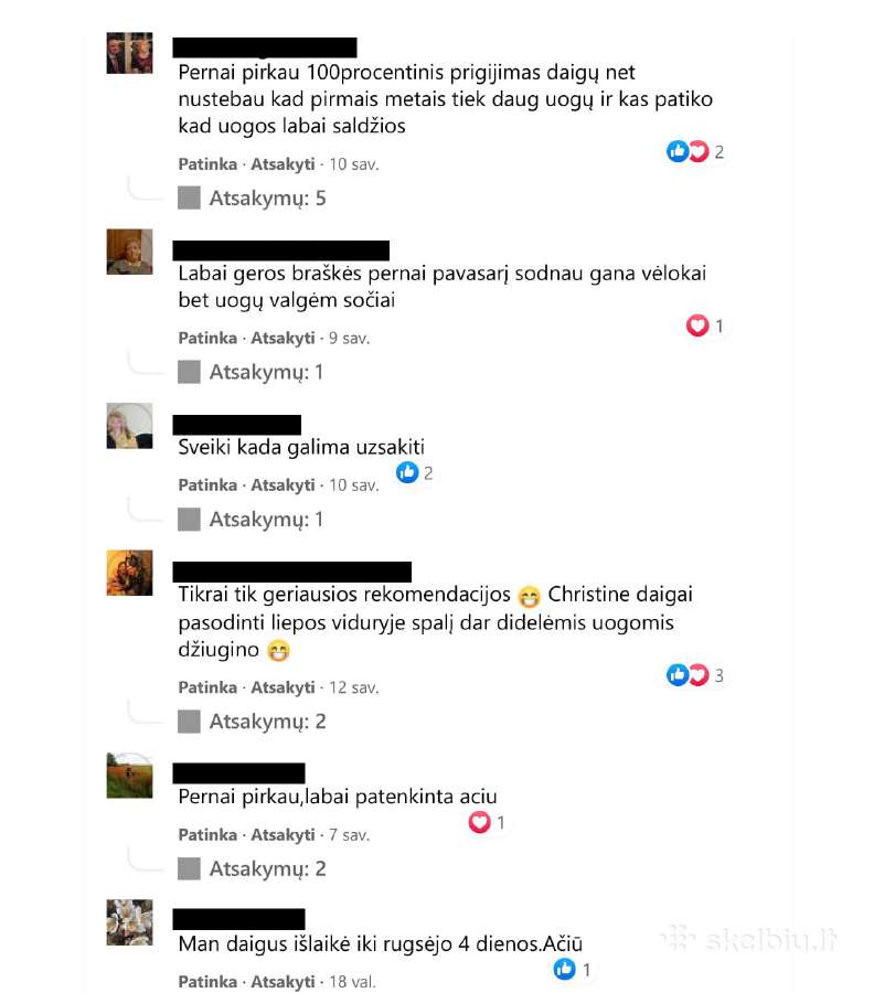 Braškių Daigai rudeniui! Siunčiame! - nuotraukos Nr. 14