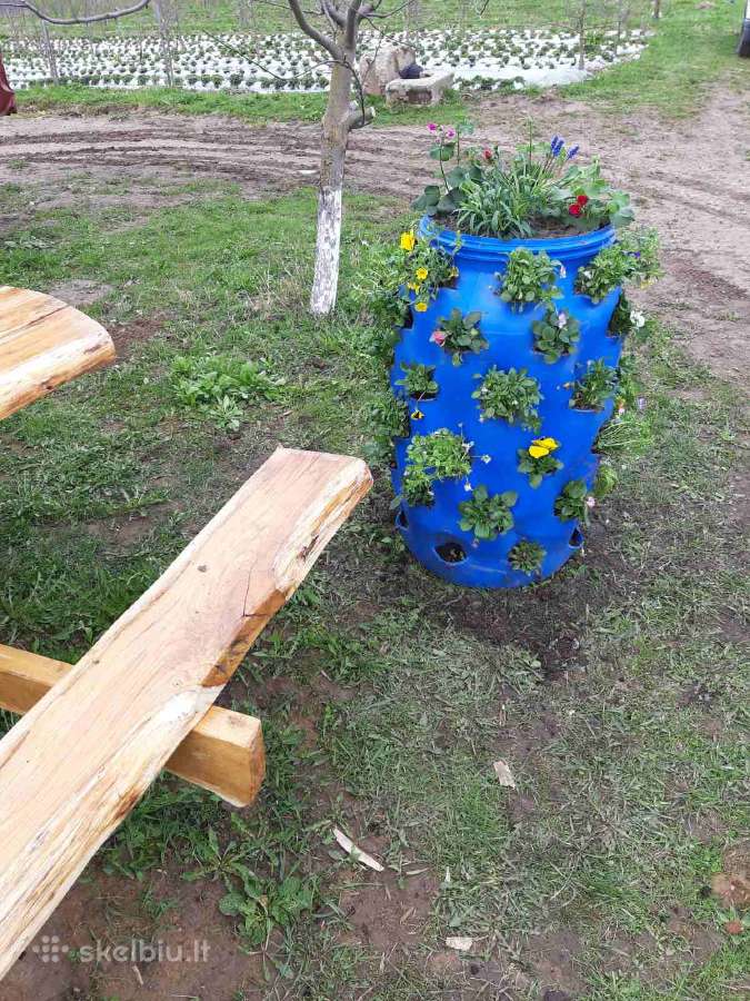 Braškiu,žemuogiu daigai statinese - nuotraukos Nr. 16