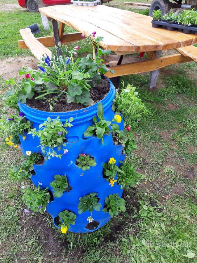 Braškiu,žemuogiu daigai statinese - nuotraukos Nr. 5