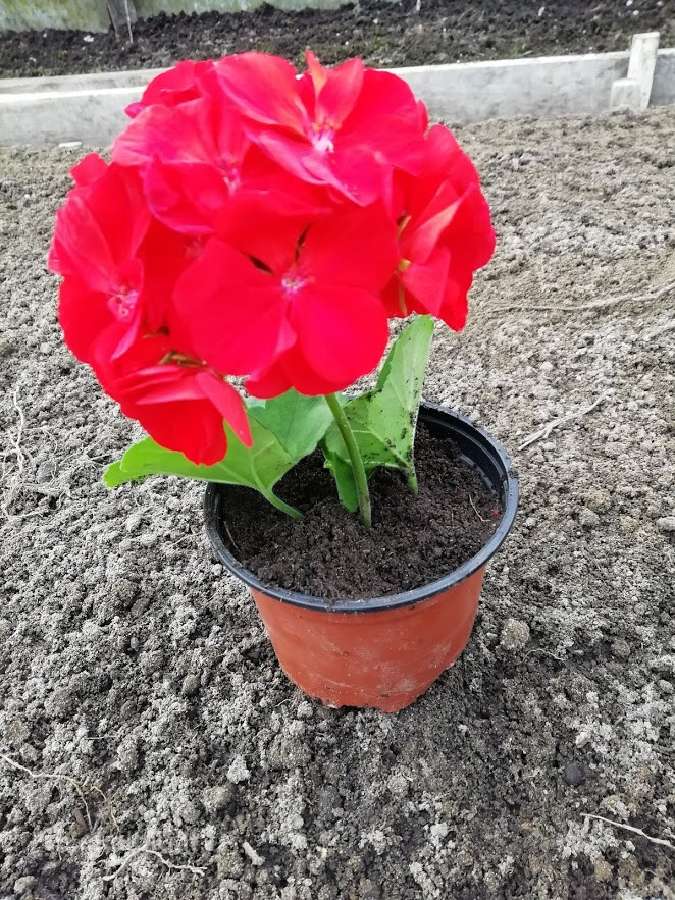 Raudonai žydinčios pelargonijos