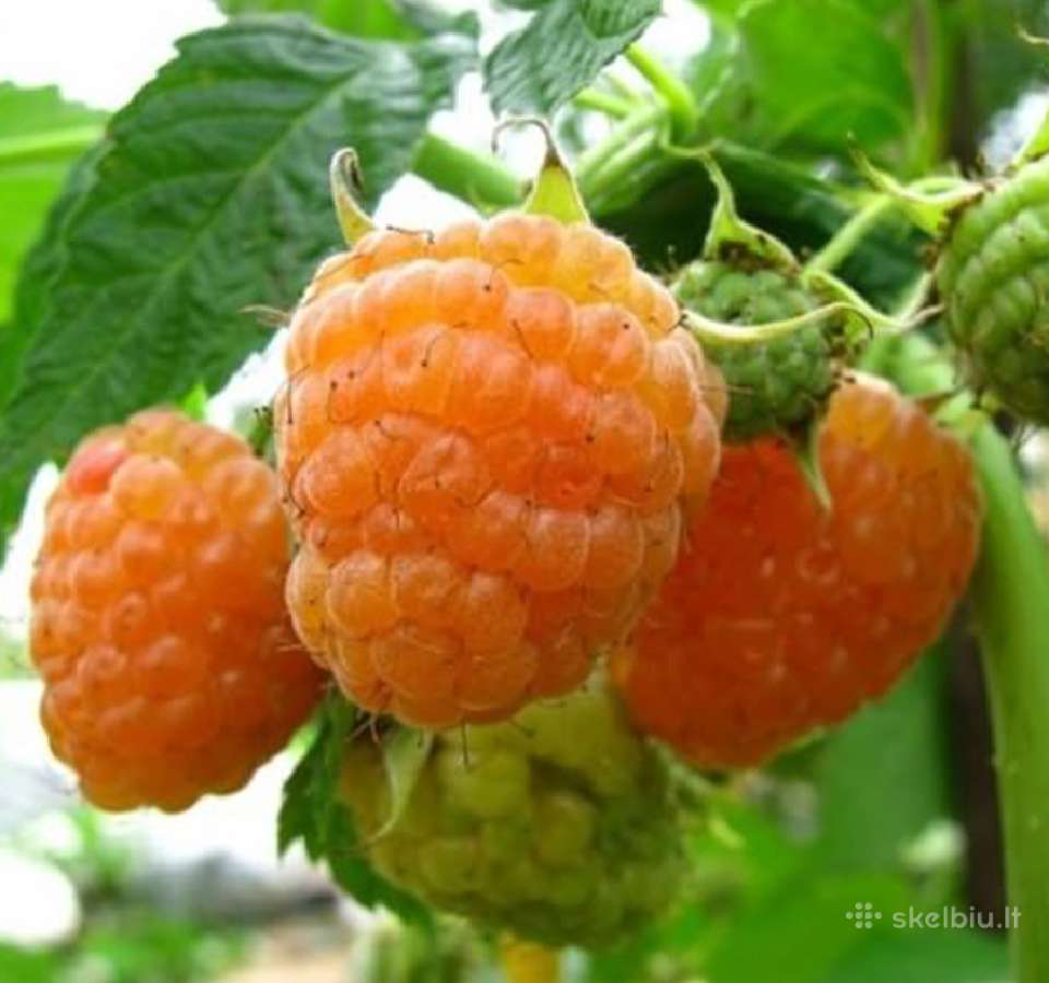 Hortenzijos, Medelynas Vilniuje, Balsiai - nuotraukos Nr. 9
