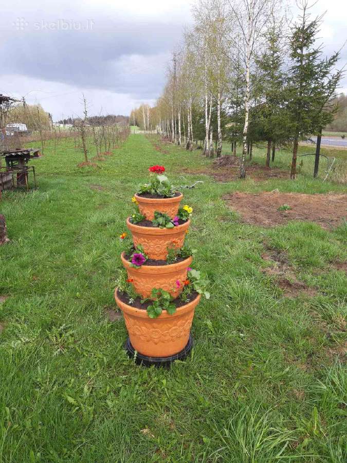 Braškiu,žemuogiu daigai statinese - nuotraukos Nr. 17