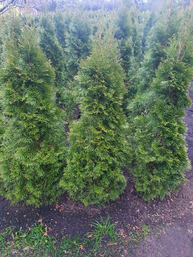 Tujos Smaragd ir Koloninės 1,5m po 15€ - nuotraukos Nr. 6