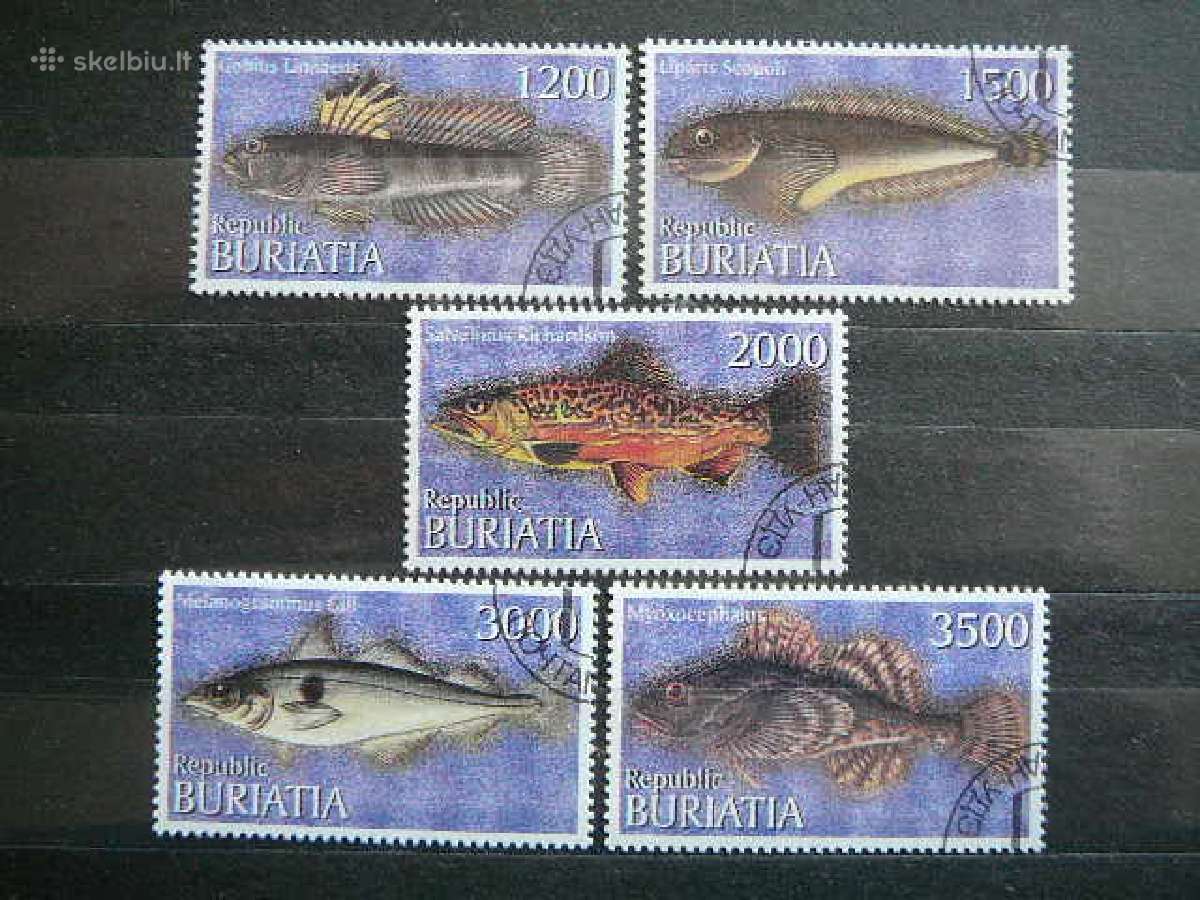 Zuvys Buriatija 2000 antsp. br232