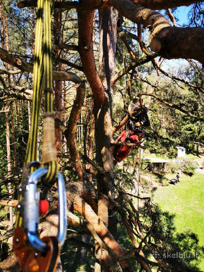 Arboristų paslaugos, medžių pjovimas, genėjimas - nuotraukos Nr. 3