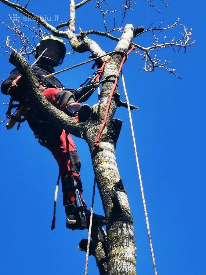 Arboristų paslaugos, medžių pjovimas, genėjimas - nuotraukos Nr. 5