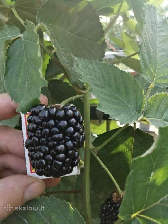 Figmedžių dvimečiai, gervuogių, bruknių sodinukai. - nuotraukos Nr. 4