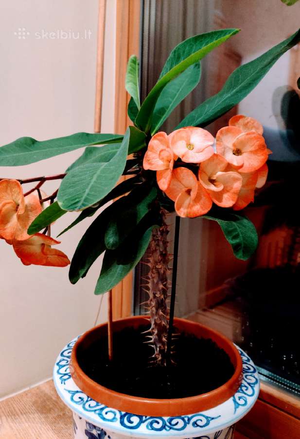 Kambarinė gėlė"euphorbia"