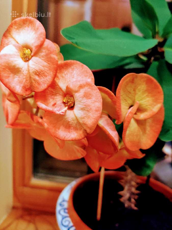 Kambarinė gėlė"euphorbia" - nuotraukos Nr. 2