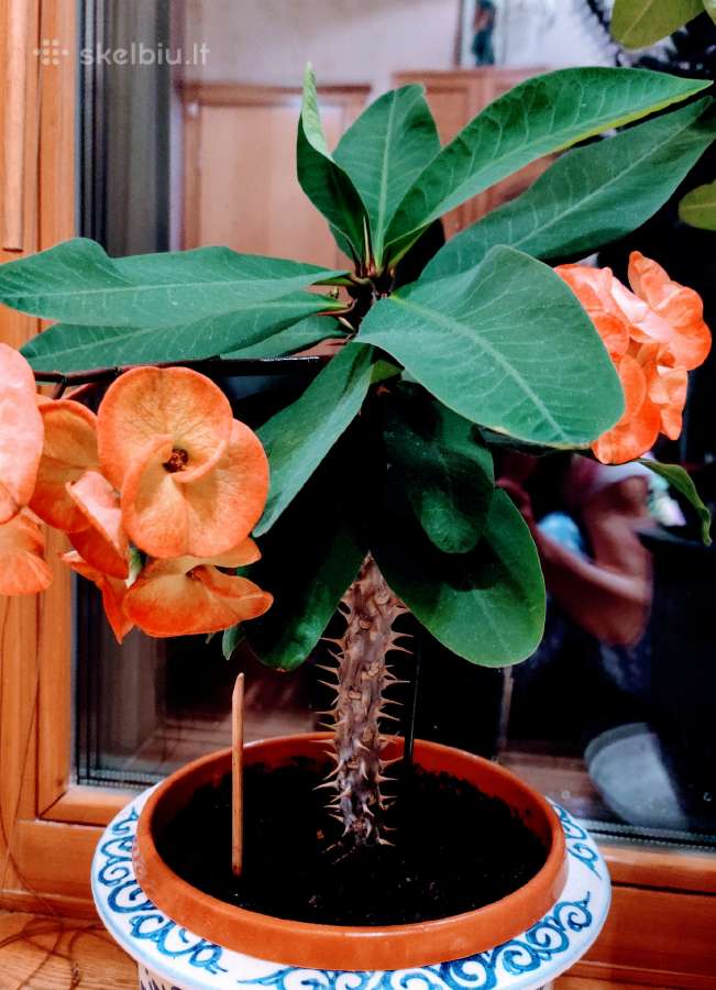 Kambarinė gėlė"euphorbia" - nuotraukos Nr. 3