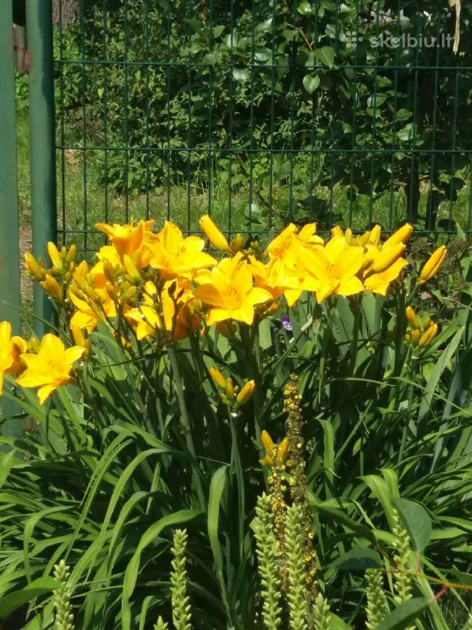 Vynvytis - nuotraukos Nr. 8