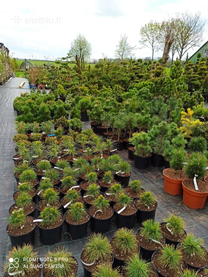 Dekoratyviniai Augalai.pusys.bonsai. - nuotraukos Nr. 18