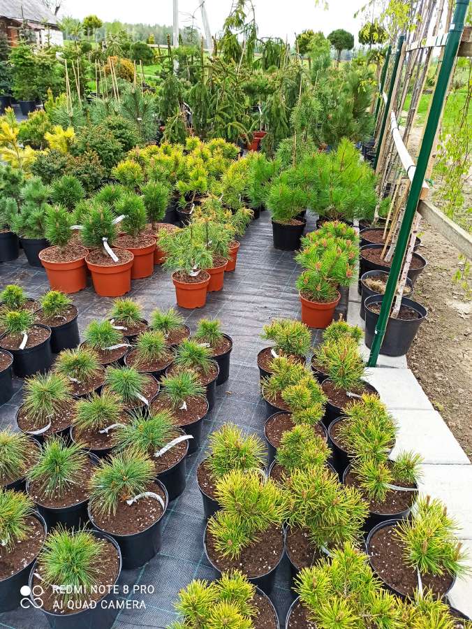Dekoratyviniai Augalai.pusys.bonsai. - nuotraukos Nr. 19
