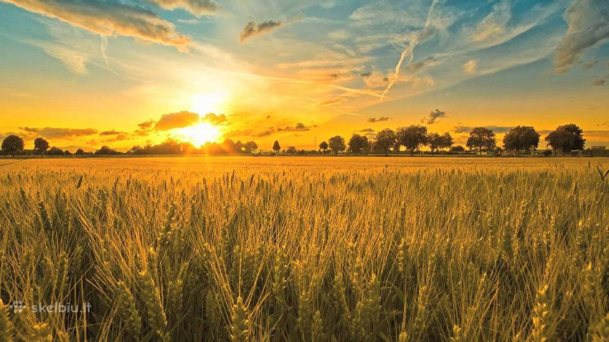 Išsinuomuočiau žemės Šakių,vilkaviškio r