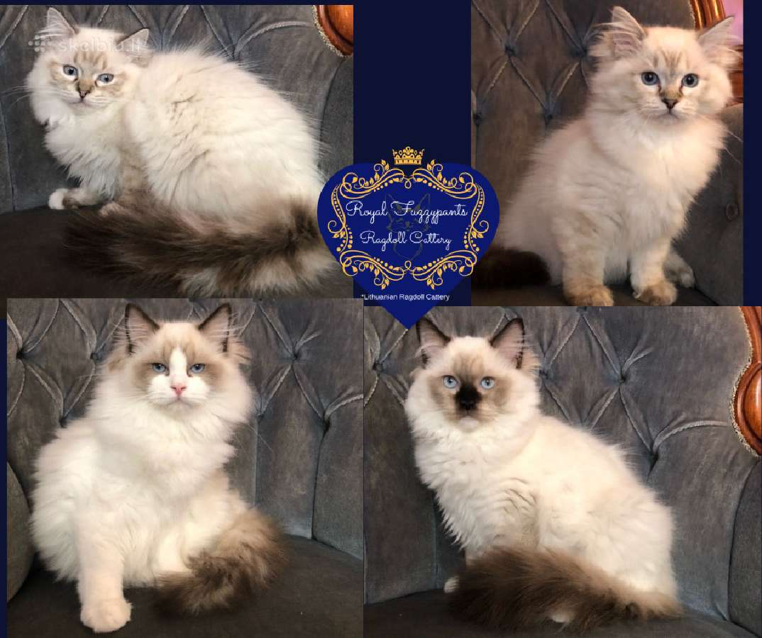(Ragdoll /Skudurinukės) - nuotraukos Nr. 10