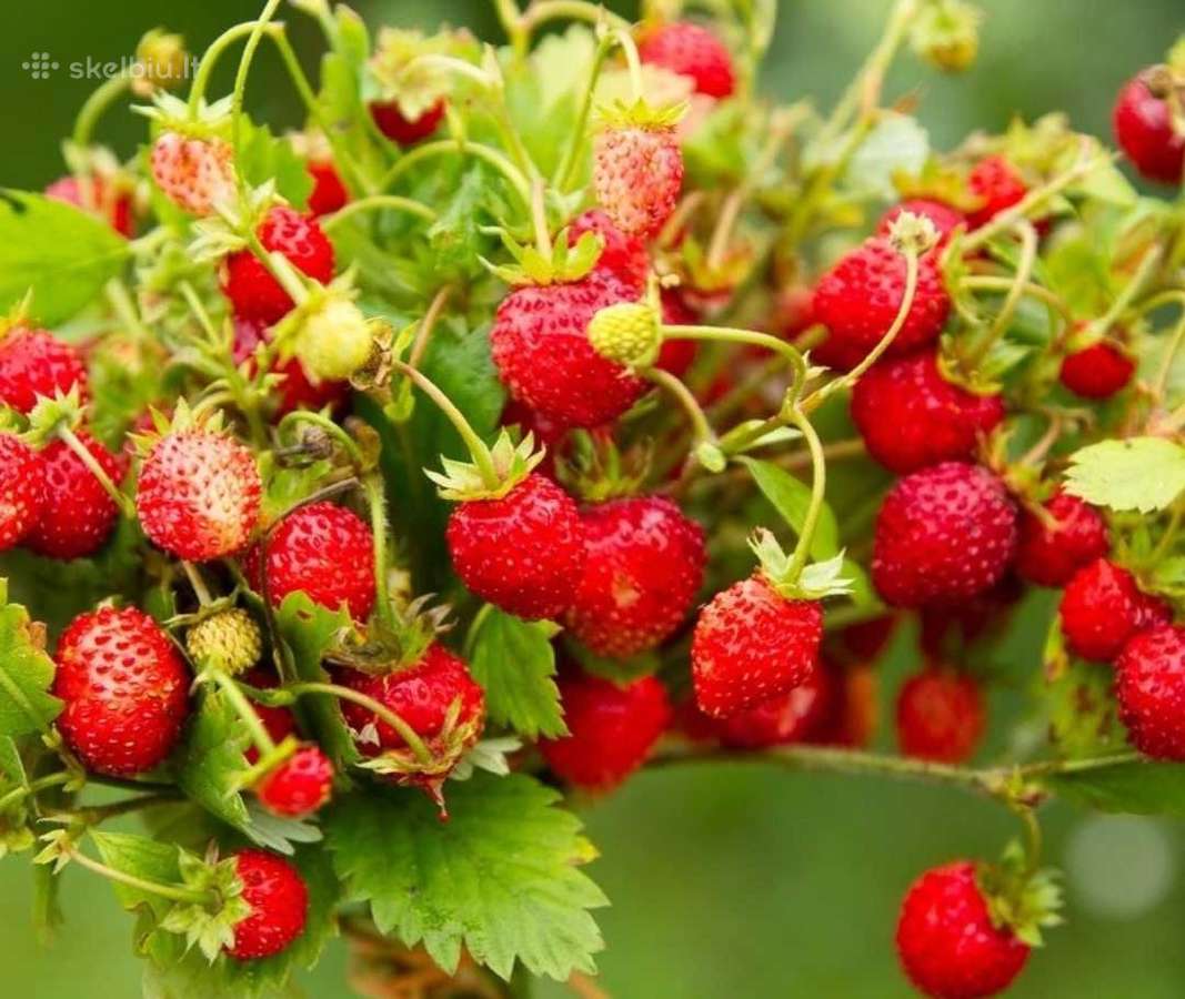 Žembraškės Kupčicha ir žemuogės, avietės - nuotraukos Nr. 11