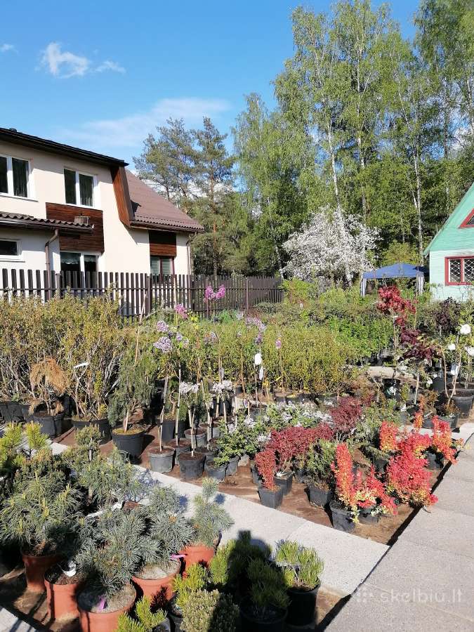 Hortenzijos, Medelynas Vilniuje, Balsiai - nuotraukos Nr. 6
