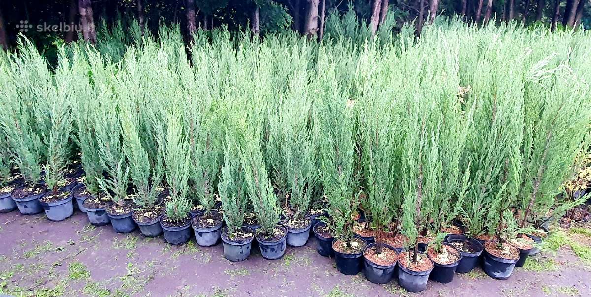Premium kadagiai uoliniai kalniniai Tujos Pigiau - nuotraukos Nr. 29