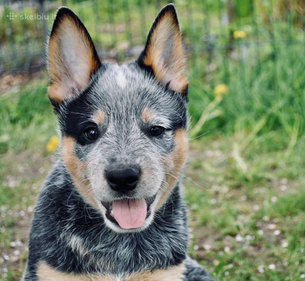 Australų Ganymo šuo / Australian Cattle dog - nuotraukos Nr. 3