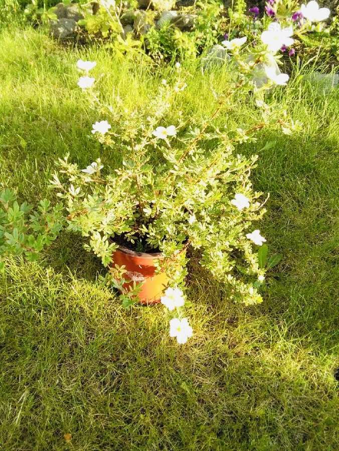 Tuju ispardavimas Smaragd 1.5-2m, krumai geles - nuotraukos Nr. 9