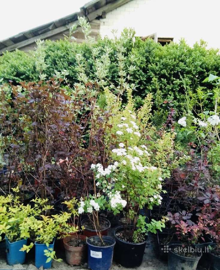Tuju ispardavimas Smaragd 1.5-2m, krumai geles - nuotraukos Nr. 8